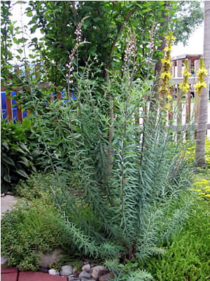 Gartengestaltung